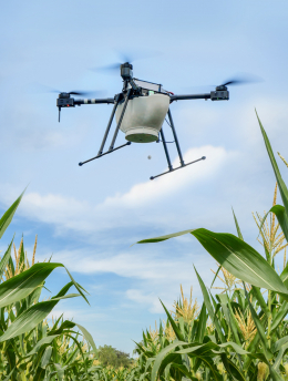 Trichogramma-Drohne im Einsatz über einem Maisfeld