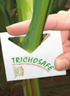 Trichokarte-hand.jpg