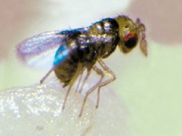 Nahaufnahme einer parasitären Trichogramma-Wespe