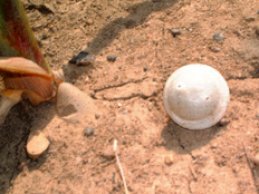 Une boule de trichogrammes sur le sol