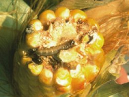 Une larve de pyrale du maïs dans un épi de maïs