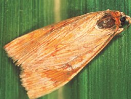 Un papillon de la pyrale du maïs sur une feuille de maïs